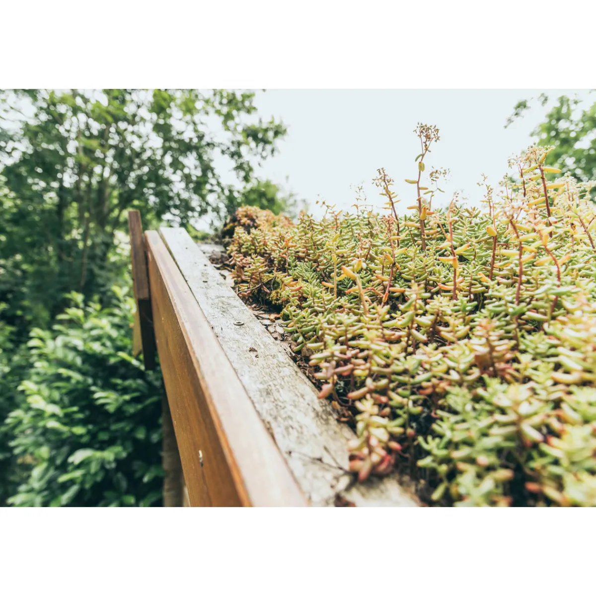 AboutGreen Dachbegrünung Roll und Go Dachneigung 1-5
