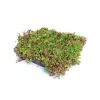 AboutGreen Gründachsystem Click und Go bis 15 Dachneigung 45 x 49,5 cm