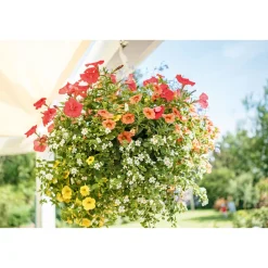 Ampel gemischt bepflanzt Topf Durchmesser 25 cm* New