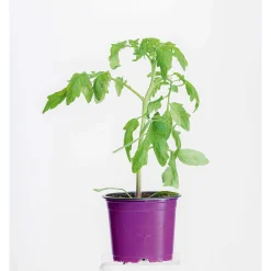 Bio Gourmet Tomaten Indigo Rose Topf Durchmesser 11 cm* Sale
