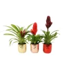 Bromelia im Keramik-Topf Ø 10 cm