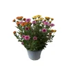 Chrysantheme Jellyfish 5-farbig im 14 cm Topf^ Hot