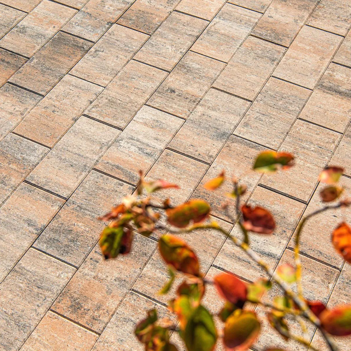Terrassenplatte No. 1 Light muschelkalk 40 x 20 x 4 cm*Diephaus Outlet