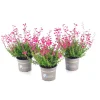 Glockenheide Topf- Durchmesser 11 cm* Online