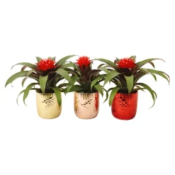 Guzmania im Keramik-Topf Ø 10 cm* Outlet
