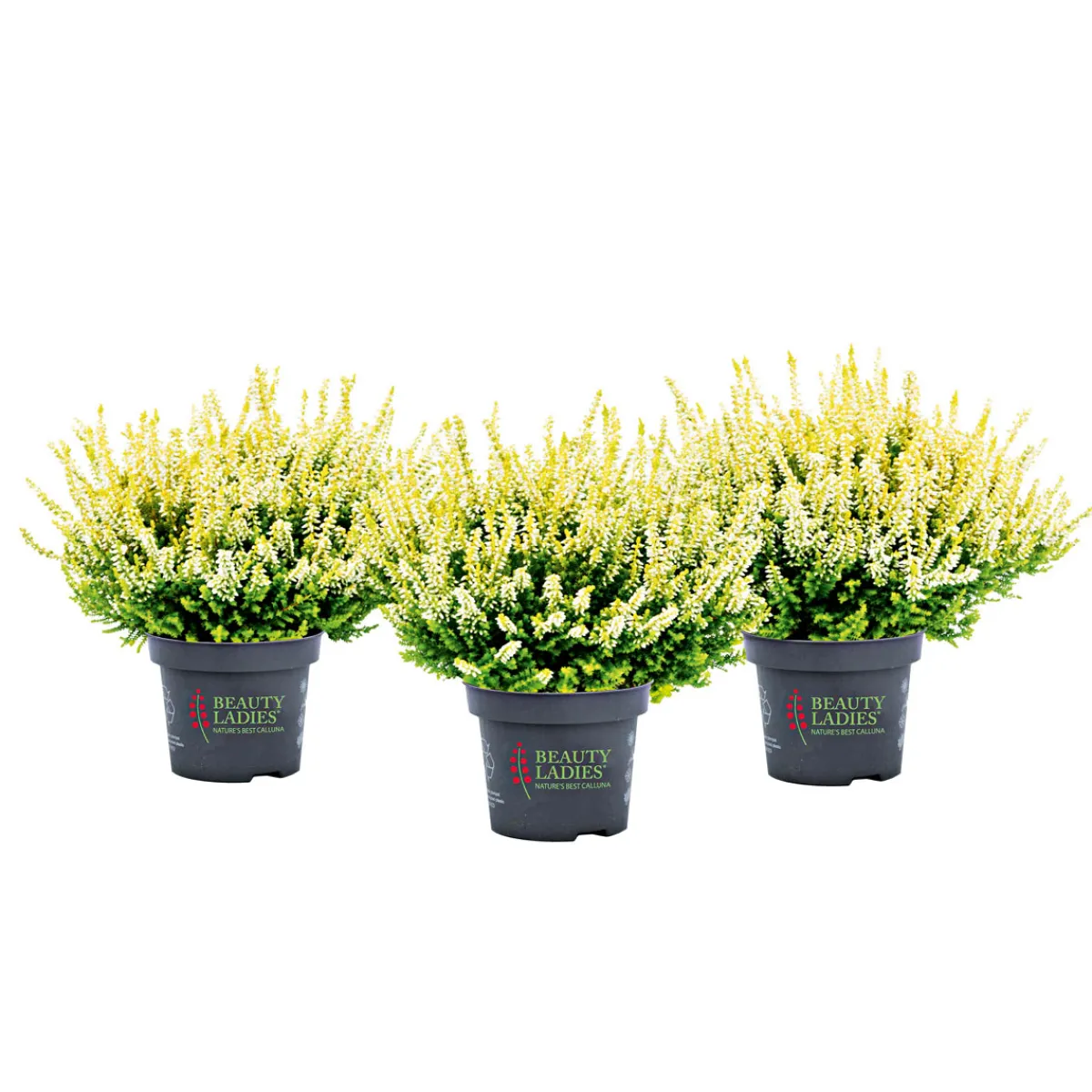 Knospenblüher Beauty Ladies Topf- Durchmesser 11 cm^ Online