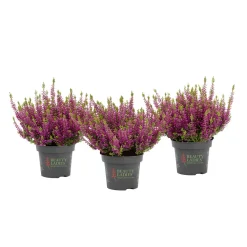 Knospenblüher Beauty Ladies Topf- Durchmesser 11 cm^ Online