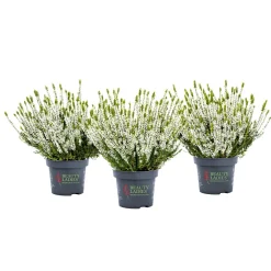 Knospenblüher Beauty Ladies Topf- Durchmesser 11 cm^ Online