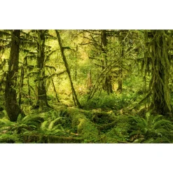 Vlies Fototapete Ancient World 400x250 cm*Komar Hot