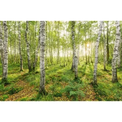 Vlies Fototapete Birch Trees 400x250 cm^Komar Sale