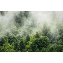 Komar Vlies Fototapete Forest Land 400x250 cm