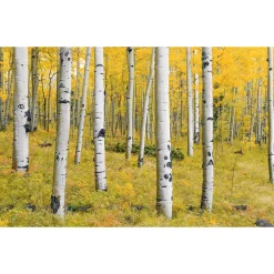 Komar Vlies Fototapete Orange Forest 400x250 cm
