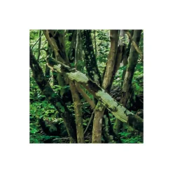 Vlies Fototapete Tranquil Pool 400x250 cm^Komar Best