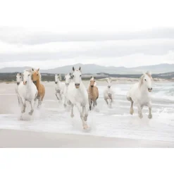 Papier-Fototapete White Horses 8-teilig 368 x 254 cm*Komar Discount