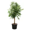 Plantiflor Oliven-Stamm Ornamento 180 cm Topf Durchmesser 50 cm