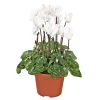 Alpenveilchen Topf Durchmesser 10,5 cm*Plantiflor Best