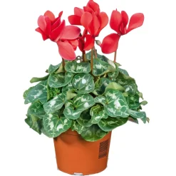 Alpenveilchen Topf Durchmesser 10,5 cm*Plantiflor Best