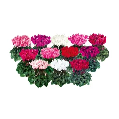 Alpenveilchen Topf Durchmesser 10,5 cm*Plantiflor Best