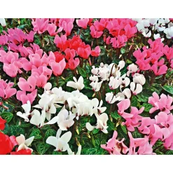 Alpenveilchen Topf Durchmesser 10,5 cm*Plantiflor Best