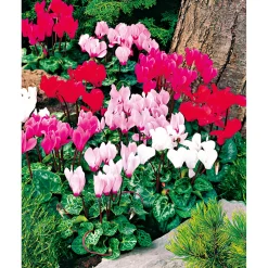Alpenveilchen Topf Durchmesser 10,5 cm*Plantiflor Best