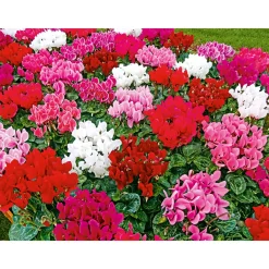 Alpenveilchen Topf Durchmesser 10,5 cm*Plantiflor Best