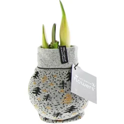 Amaryllis mit Socke gewachst ca 32 cm*Plantiflor Best
