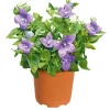 Ballonblume Ton in Ton Topf- Durchmesser 12 cm*Plantiflor Hot