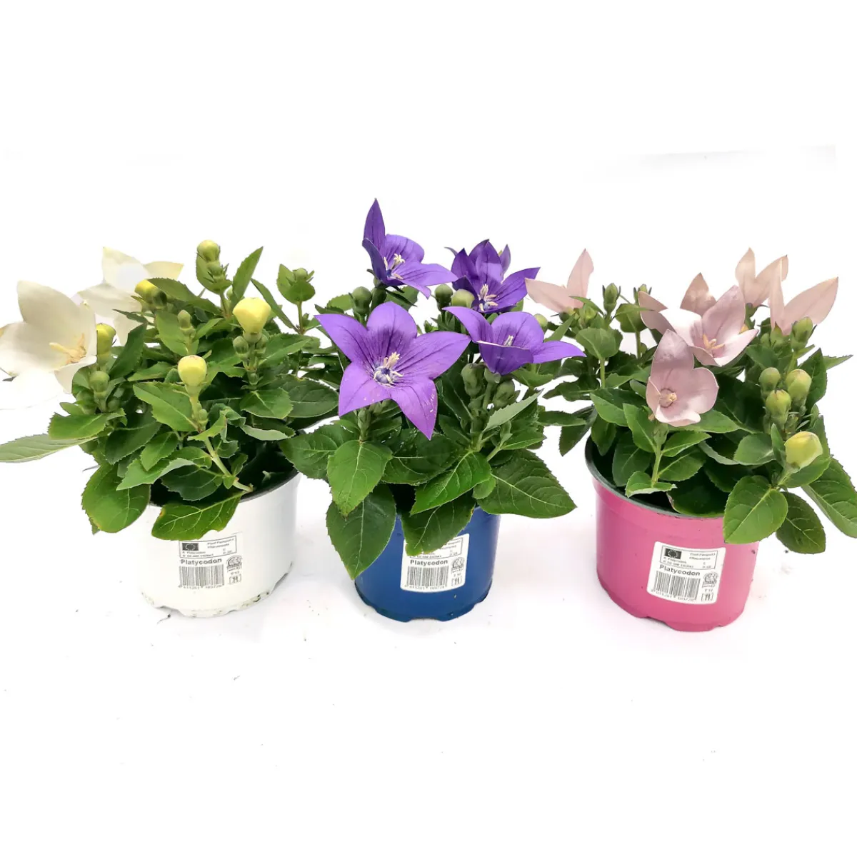 Ballonblume Ton in Ton Topf- Durchmesser 12 cm*Plantiflor Hot