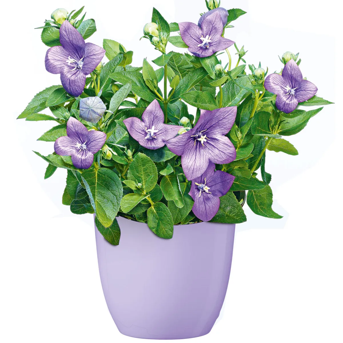 Ballonblume Ton in Ton Topf- Durchmesser 12 cm*Plantiflor Hot