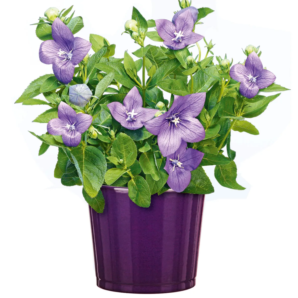 Ballonblume Ton in Ton Topf- Durchmesser 12 cm*Plantiflor Hot