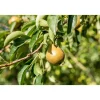 BIO-Birne 'Gellerts Butterbirne'*Plantiflor Best