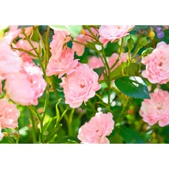 Bodendeckerrosen Topf Durchmesser 13 cm*Plantiflor Hot