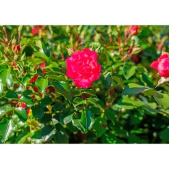 Bodendeckerrosen Topf Durchmesser 13 cm*Plantiflor Hot