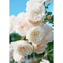 Bodendeckerrosen Topf Durchmesser 13 cm*Plantiflor Hot
