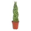 Bogenhanf Topf Durchmesser 12 cm*Plantiflor Outlet