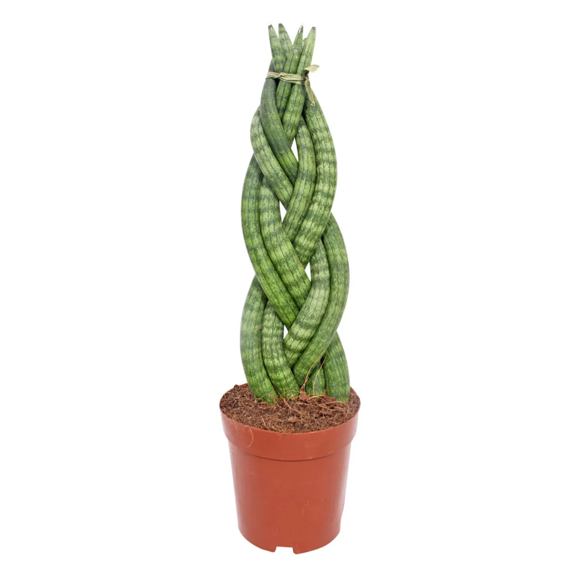 Bogenhanf Topf Durchmesser 12 cm*Plantiflor Outlet