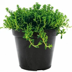 Plantiflor Bohnenkraut Topf 12 cm