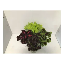 Buntnessel T12^Plantiflor New