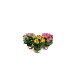 Chrysanthemen-Mix T14*Plantiflor Sale