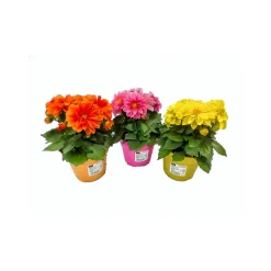 Dahlien verschiedene Farben T13*Plantiflor Outlet