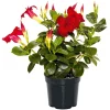 Dipladenie Busch T10,5 verschiedene Farben^Plantiflor Best