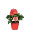 Edelgeranie Topf- Durchmesser 12 cm^Plantiflor Sale
