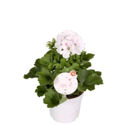 Edelgeranie Topf- Durchmesser 12 cm^Plantiflor Sale