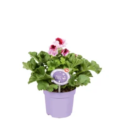 Edelgeranie Topf- Durchmesser 12 cm^Plantiflor Sale