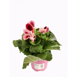 Edelgeranie Topf- Durchmesser 12 cm^Plantiflor Sale