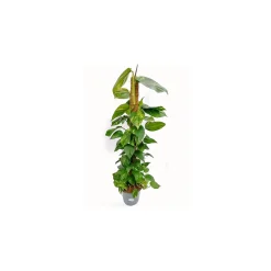 Efeutute am Moosstab 120-130 cm T24*Plantiflor