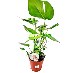 Fensterblatt 45-50 cm T 14*Plantiflor Hot