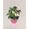 Fleißiges Lieschen Double Fiesta T12^Plantiflor