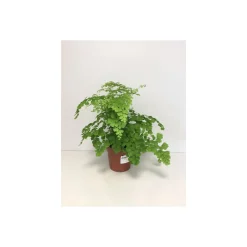 Frauenhaarfarn 30 cm T12^Plantiflor Hot