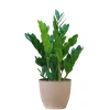 Glückfeder 60 cm T17*Plantiflor New